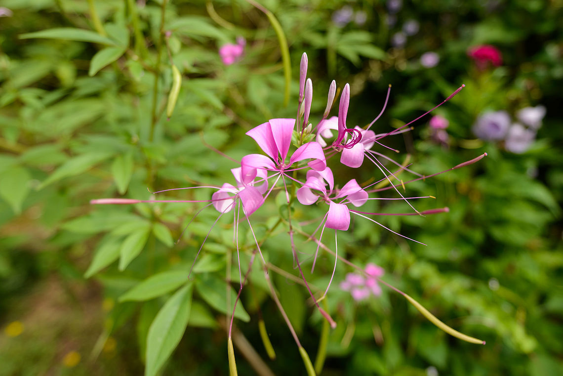 Spider Flower, Kandy Royal Botanical Garden, Sri Lanka Still trying to find an ID, help requested. Asia,Cleome hassleriana,Kandy,Sri Lanka