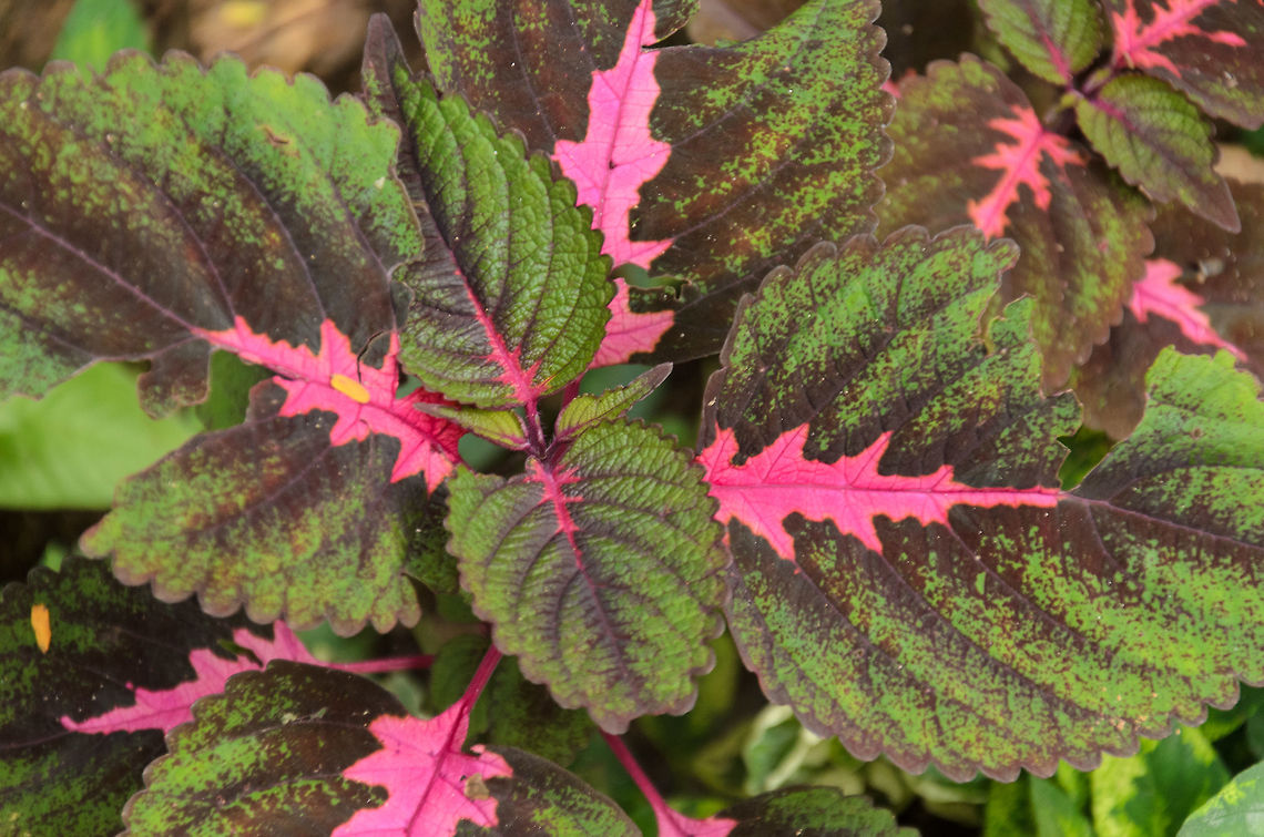 Painted Nettle closeup, Kandy botanical garden, Sri Lanka  Asia,Kandy,Painted nettle,Plectranthus scutellarioides,Sri Lanka