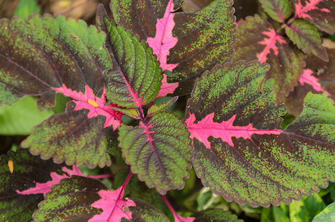 Painted Nettle closeup, Kandy botanical garden, Sri Lanka  Asia,Kandy,Painted nettle,Plectranthus scutellarioides,Sri Lanka