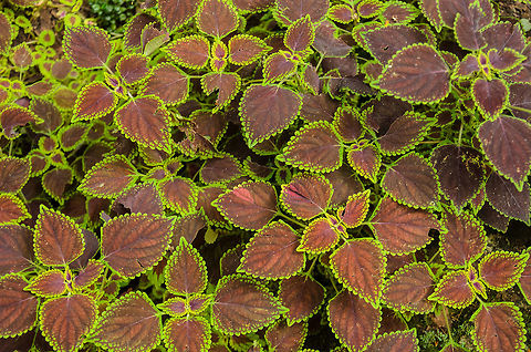 Closeup of Painted nettle plants, Kandy Botanical garden, Sri Lanka  Asia,Kandy,Plectranthus scutellarioides,Sri Lanka
