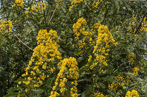 Yellow-flowered tree in Kandy, Sri Lanka - closeup  Asia,Canafistola Macho,Kandy,Senna spectabilis,Sri Lanka