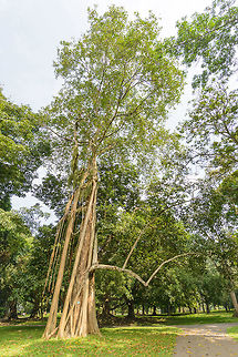 Champak (tree), Kandy Royal Botanical Garden, Sri Lanka  Asia,Champak,Kandy,Magnolia champaca,Sri Lanka