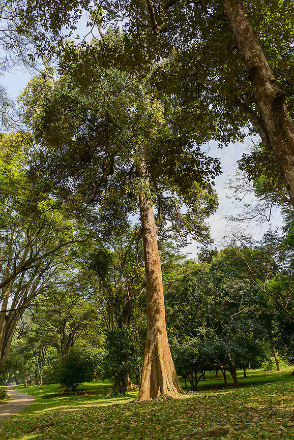 Durio zibethinus, Kandy Botanical Garden, Sri Lanka  Asia,Durio zibethinus,Kandy,Sri Lanka