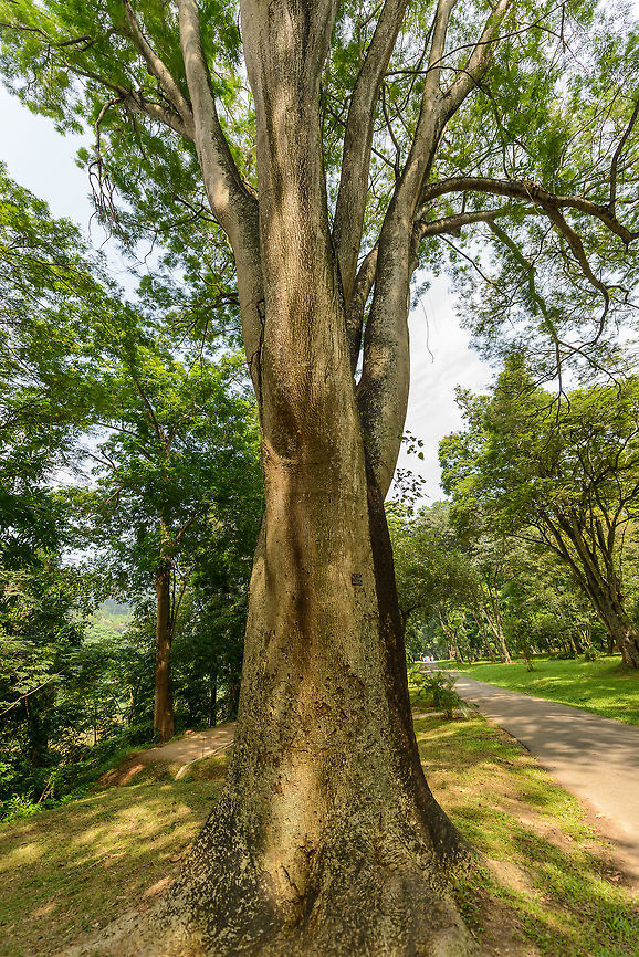 Elephant-ear tree, Kandy botanical garden, Sri Lanka  Asia,Enterolobium cyclocarpum,Kandy,Sri Lanka