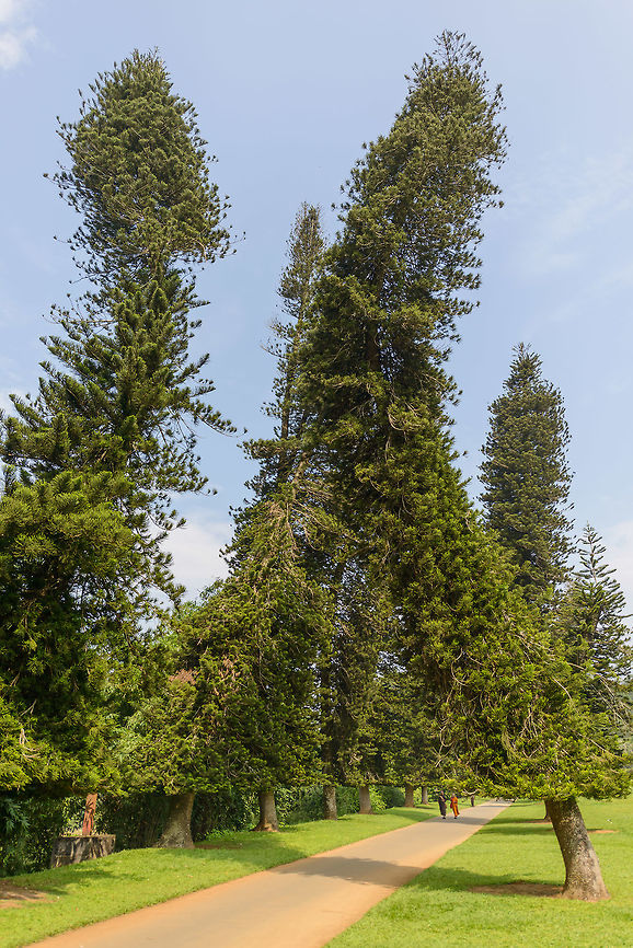 Coral reef araucaria, Kandy Botanical Garden, Sri Lanka Planted in 1952. This curved growth path is not typical for the species if I look at other photos. Araucaria columnaris,Asia,Kandy,Sri Lanka,araucaria columnaris