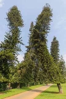 Coral reef araucaria