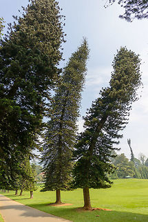 Coral reef araucaria - II, Kandy Botanical Garden, Sri Lanka Planted in 1952. Araucaria columnaris,Asia,Coral reef araucaria,Kandy,Sri Lanka