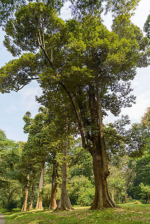 Durio zibethinus - II, Kandy Botanical Garden, Sri Lanka  Asia,Durio zibethinus,Kandy,Sri Lanka