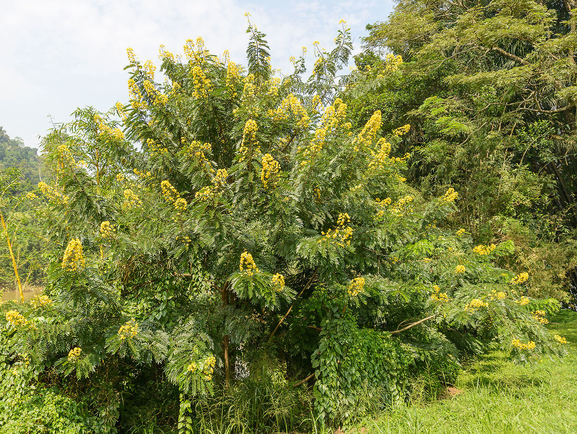 Yellow-flowered tree in Kandy, Sri Lanka Not sure yet what the species is. This is a very wide angle shot, which distorts the true size somewhat. This tree/bush is 6-10m high by my rough recollection, towering far above me. Here's a closeup of the flowers:<br />
<br />
<figure class="photo"><a href="https://www.jungledragon.com/image/26962/yellow-flowered_tree_in_kandy_sri_lanka_-_closeup.html" title="Yellow-flowered tree in Kandy, Sri Lanka - closeup"><img src="https://s3.amazonaws.com/media.jungledragon.com/images/2/26962_thumb.jpg?AWSAccessKeyId=05GMT0V3GWVNE7GGM1R2&Expires=1770854410&Signature=uNHhILeyGFzsaNymI227GbN3f5o%3D" width="200" height="134" alt="Yellow-flowered tree in Kandy, Sri Lanka - closeup  Asia,Canafistola Macho,Kandy,Senna spectabilis,Sri Lanka" /></a></figure> Asia,Kandy,Senna spectabilis,Sri Lanka