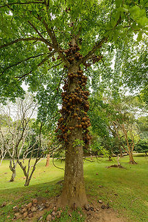 Cannonball Tree closeup - Kandy botanical garden, Sri Lanka  Asia,Cannonball tree,Couroupita guianensis,Kandy,Sri Lanka