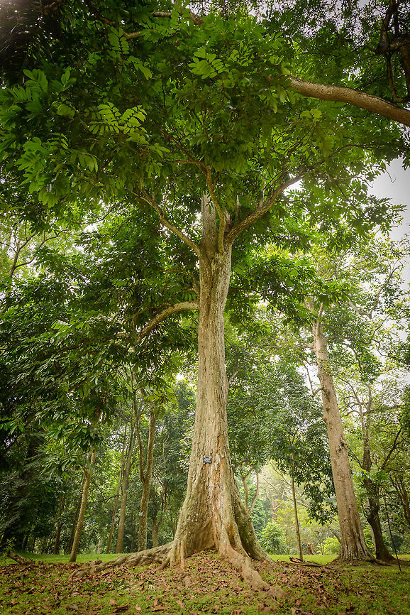 Carapa guianensis tree, KAndy botanical garden, Sri Lanka  Asia,Carapa guianensi,Carapa guianensis,Kandy,Sri Lanka