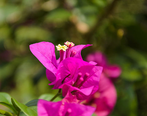 Bougainvillea spectabilis closeup, Kandy botanical garden, Sri Lanka  Asia,Bougainvillea spectabilis,Kandy,Sri Lanka