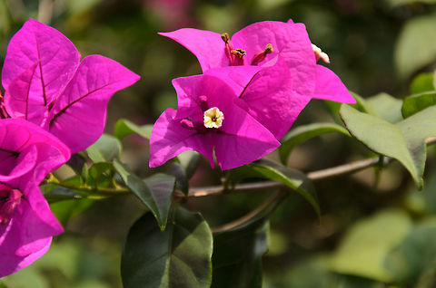 Bougainvillea spectabilis, Kandy botanical garden, Sri Lanka  Asia,Bougainvillea spectabilis,Kandy,Sri Lanka