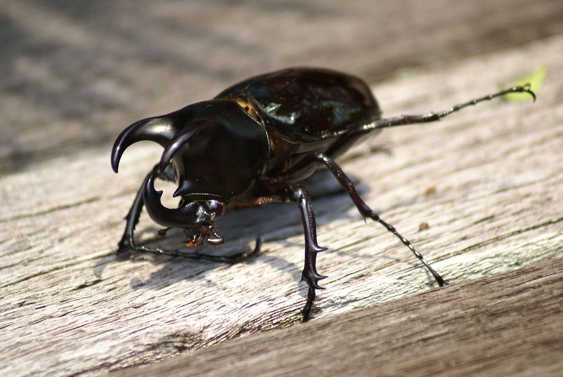 Three-horned Rhinoceros Beetle Insects are huge in Mulu, Malaysia. Beetles,Chalcosoma moellenkampi,Geotagged,Insects,Malaysia,Moellenkampi Beetle,Three-horned Rhinoceros Beetle