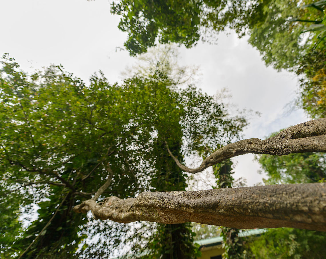 Securidaca volubilis, Kandy botanical garden, Sri Lanka  Asia,Kandy,Securidaca volubilis,Sri Lanka