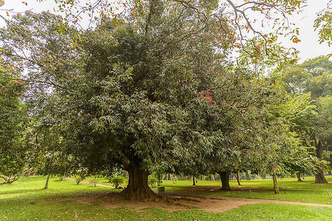 Ceylon Ironwood, Kandy botanical garden, Sri Lanka Asia,Ceylon ironwood,Kandy,Mesua ferrea,Sri Lanka