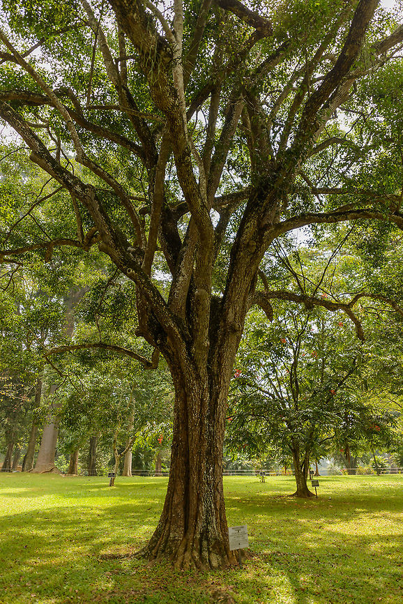 Mimusops elengi, Kandy botanical garden, Sri Lanka This one was planted in 1922 by the prince of Wales. Asia,Kandy,Mimusops elengi,Sri Lanka