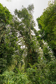 Enormous Antiaris toxicaria, Kandy botanical garden, Sri Lanka  Antiaris,Antiaris toxicaria,Asia,Kandy,Sri Lanka