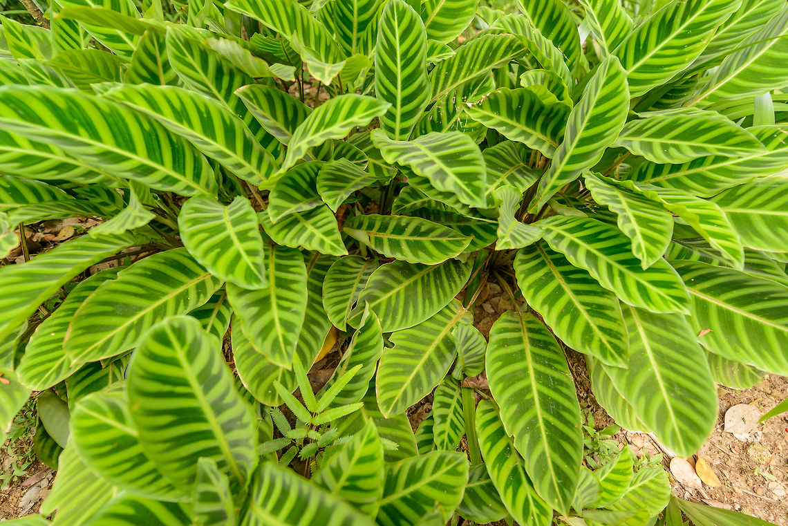 Zebra plant, Kandy botanical garden, Sri Lanka  Asia,Calathea zebrina,Kandy,Sri Lanka,zebra plant