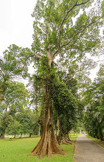 Terminalia bellirica, Kandy botanical garden, Sri Lanka  Asia,Kandy,Sri Lanka,Terminalia bellirica