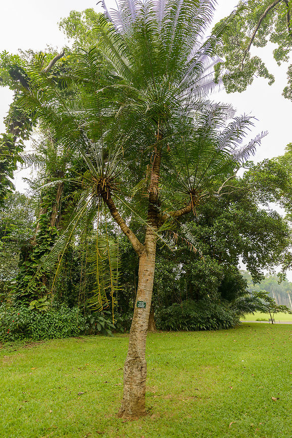 Maha-madu, Kandy botanical garden, Sri Lanka  Asia,Cycas zeylanica,Kandy,Sri Lanka,cycas zeylanica