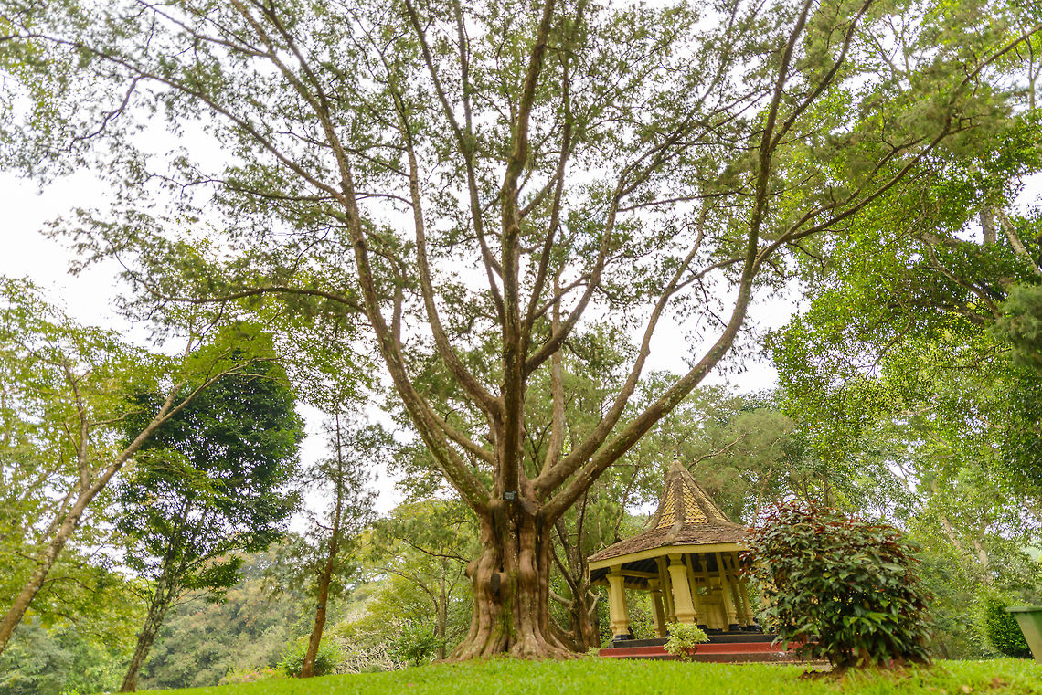 Juniperus procera, Kandy botanical garden, Sri Lanka  Asia,Juniperus procera,Kandy,Sri Lanka