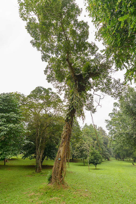 Champak tree, Kandy botanical garden, Sri Lanka  Asia,Champak,Kandy,Magnolia champaca,Sri Lanka