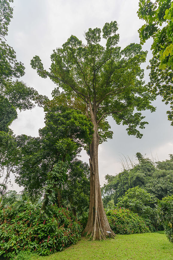 Terminalia Bellirica, Kandy botanical garden, Sri Lanka  Asia,Kandy,Sri Lanka,Terminalia bellirica