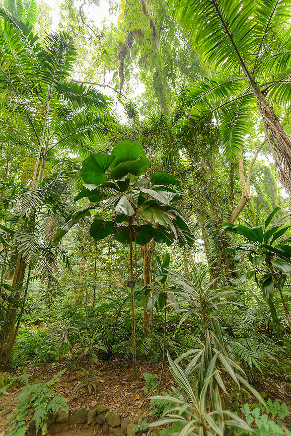 Ruffed Fan Palm, Kandy botanical garden, Sri Lanka  Asia,Kandy,Licuala grandis,Sri Lanka,licuala grandis