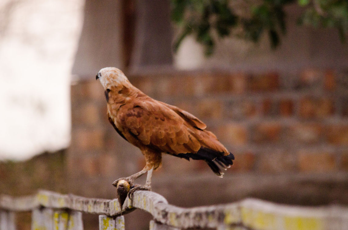 Black-collared Hawk with Piranha Shot in very low light, hence the poor quality. This is a black-collared hawk on a fence who just caught a red-bellied Piranha. Black-collared Hawk,Brazil,Busarellus nigricollis,Pantanal,Piranha,birds
