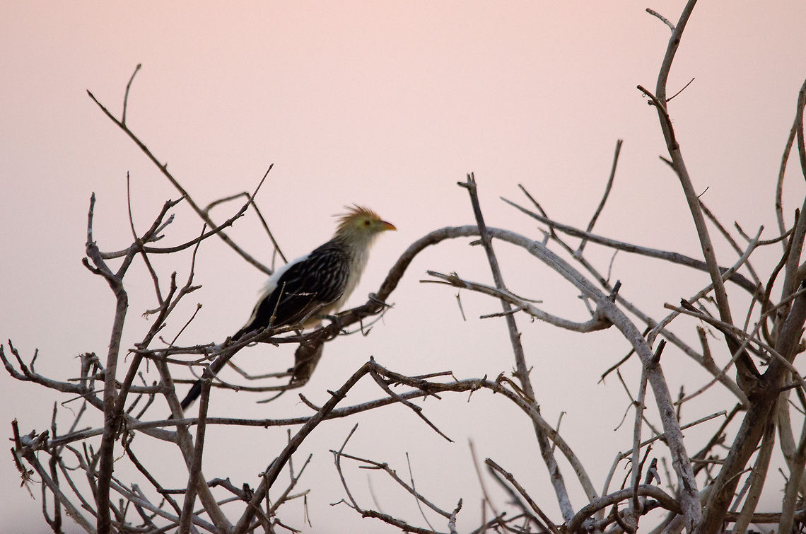 Guira Cuckoo (Guira guira) Shot against the fading light but its the only shot I have of a Guira Cuckoo in the Pantanal. Birds,Brazil,Guira Cuckoo,Guira guira,Pantanal