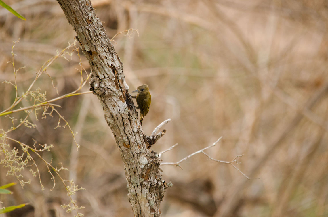 Little Woodpecker in the Pantanal  Birds,Brazil,Little Woodpecker,Pantanal,Veniliornis passerinus