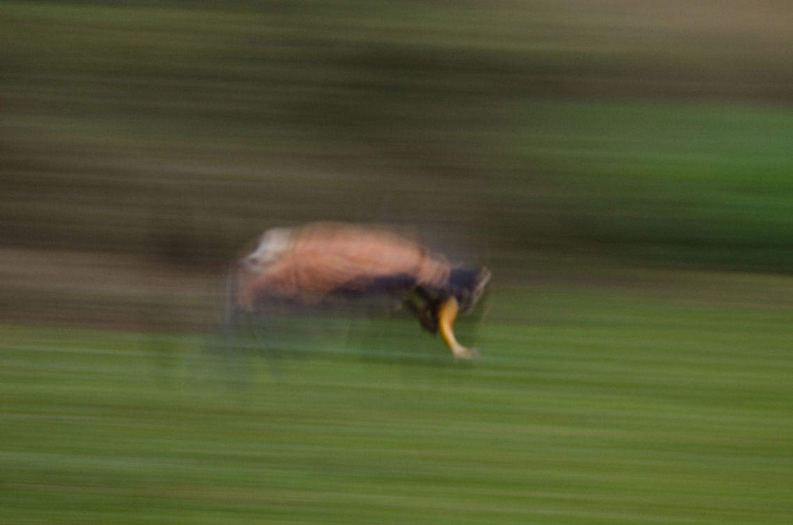 Black-collared hawk with Piranha in mid-air A motion shot of a Black-collared Hawk in mid-air with a Piranha catch which  is still alive.  Birds,Black-collared Hawk,Brazil,Pantanal