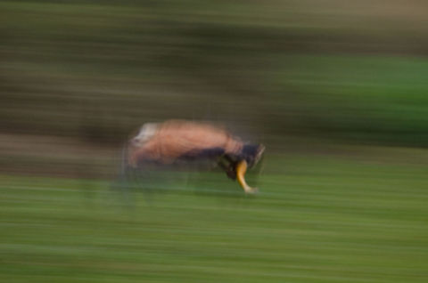 Black-collared hawk with Piranha in mid-air A motion shot of a Black-collared Hawk in mid-air with a Piranha catch which  is still alive.  Birds,Black-collared Hawk,Brazil,Pantanal