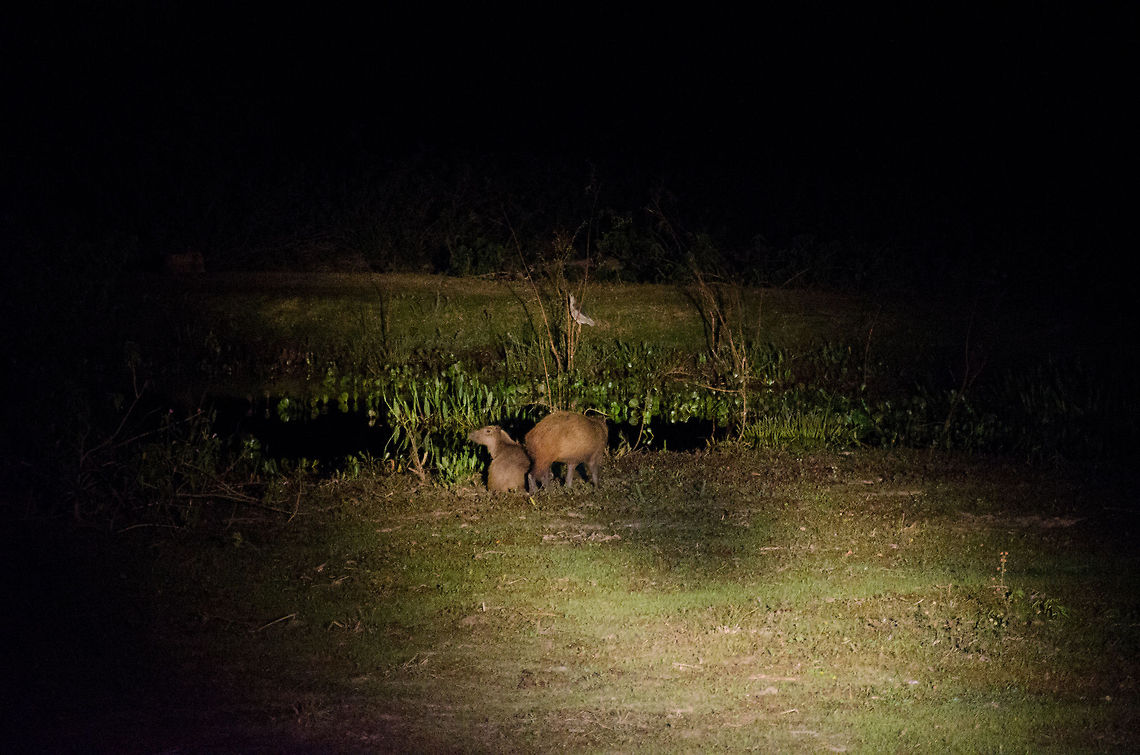 Capybara during Pantanal night safari It's almost impossible to make good photos at night safaris without special equipment. Nevertheless, here's a shot of two Capybaras in the Pantanal. They are the largest rodents in the world and eat about anything. Brazil,Capybara,Hydrochoerus Hydrochaeris,Night,Pantanal,Rodents