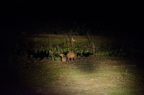 Capybara during Pantanal night safari It's almost impossible to make good photos at night safaris without special equipment. Nevertheless, here's a shot of two Capybaras in the Pantanal. They are the largest rodents in the world and eat about anything. Brazil,Capybara,Hydrochoerus Hydrochaeris,Night,Pantanal,Rodents