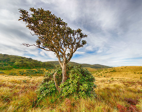 Horton Plains landscape - IV, Sri Lanka Closeup of a tree found amidst the beautiful landscapes of Horton Plains, Sri Lanka. Asia,Horton Plains,Sri Lanka
