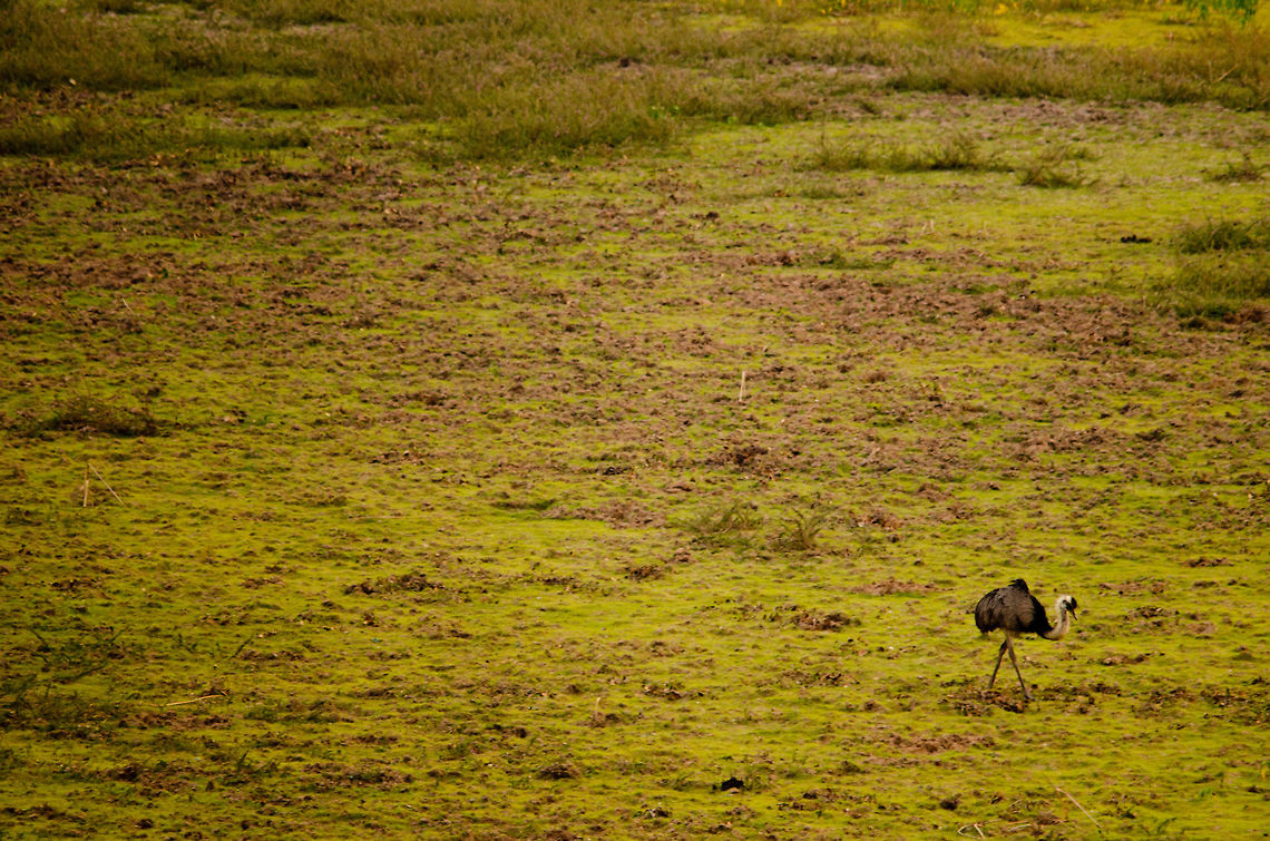 The long walk to life A Rhea Americana travels the endless fields of the Pantanal on its way to a water pond. Brazil,Pantanal,Rhea Americana