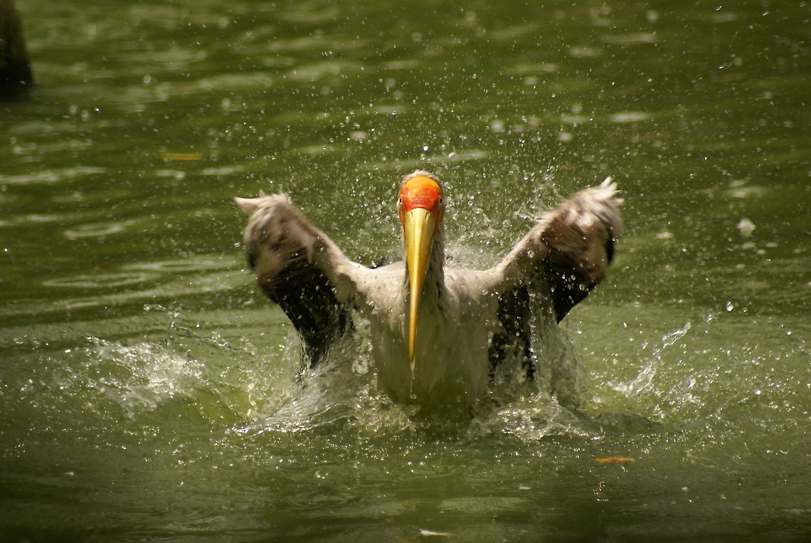 Milky stork landing (1 of 6) Action capture of a Milky Stork landing in the water, part 1 of 6. Birds,Geotagged,Malaysia,Milky Stork,Mycteria cinerea,Stork