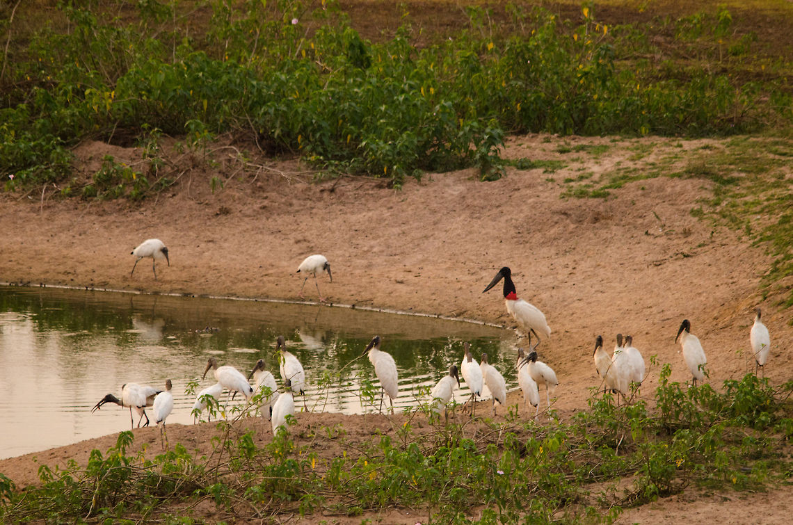 Stork gathering at the pond A Jabiru stork and several Black storks gather around a pond in the Pantanal. This photo shows the huge difference in size between both types of Storks. Brazil,Jabiru,Jabiru mycteria,Pantanal,Stork,birds