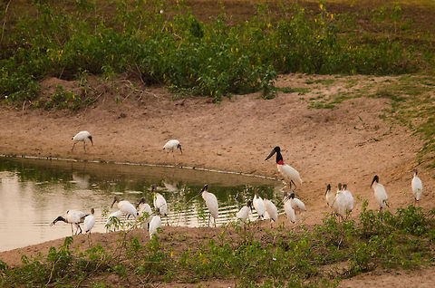 Stork gathering at the pond A Jabiru stork and several Black storks gather around a pond in the Pantanal. This photo shows the huge difference in size between both types of Storks. Brazil,Jabiru,Jabiru mycteria,Pantanal,Stork,birds