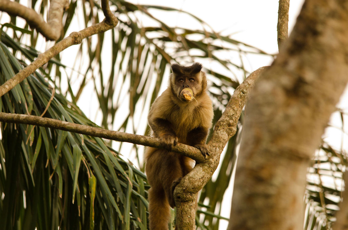 Hungry Capuchin monkey  The most popular snack of the Pantanal, the rock-hard fruits of the Acuri palm tree, barely fit the mouth of this Capuchin monkey. Brazil,Capuchin,Monkeys,Pantanal
