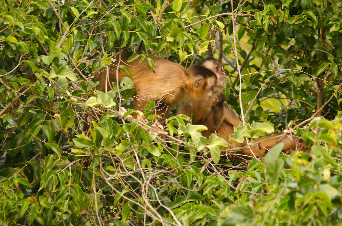 Capuchin monkeys in the Pantanal Capuchin monkeys in the Pantanal hiding in the thick bushes. They're on the move pretty much all day and thereby easy to find. Just go after the moving bushes. Brazil,Capuchin,Monkeys,Pantanal