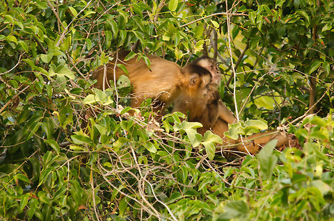 Capuchin monkeys in the Pantanal Capuchin monkeys in the Pantanal hiding in the thick bushes. They're on the move pretty much all day and thereby easy to find. Just go after the moving bushes. Brazil,Capuchin,Monkeys,Pantanal