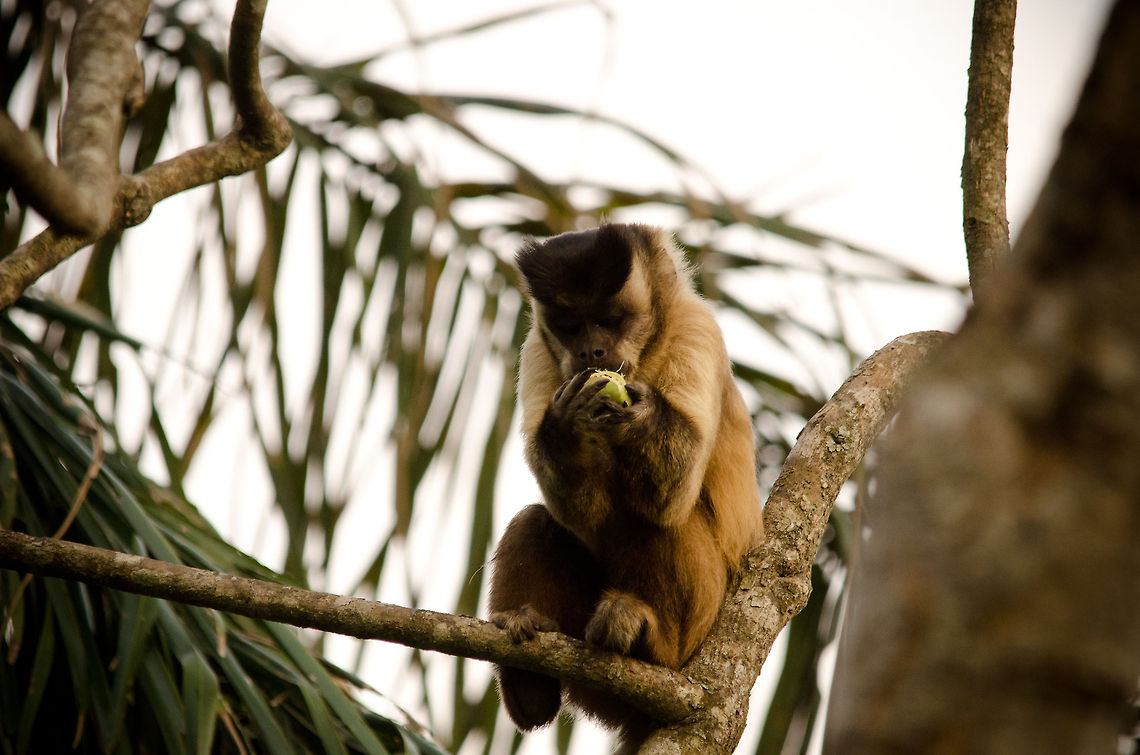 Capuchin monkey with a snack A Capuchin Monkey in the Pantanal snacking on the fruits of the Acuri palm tree. Brazil,Capuchin,Monkeys,Pantanal