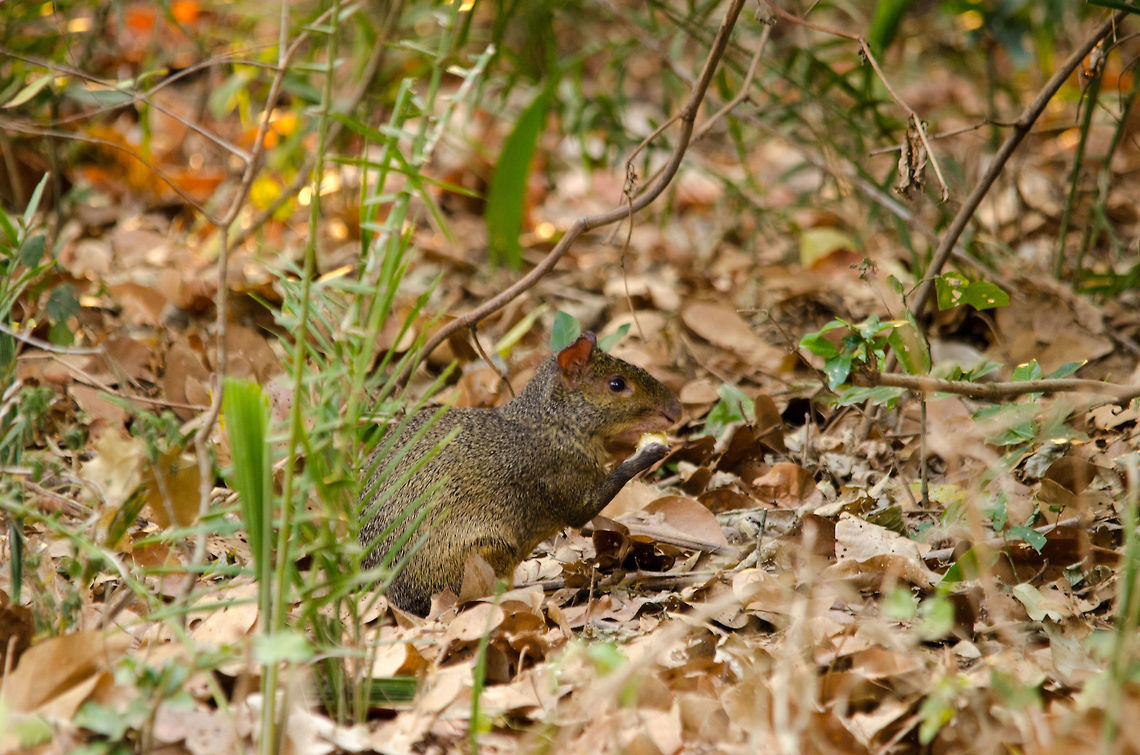 Common Agouti Agoutis in the wild are very shy animals with excellent hearing that flee humans even when approaching them from far away. That and the fact that they hide in dense vegetation makes it hard to capture a wild one on film. This time our patience, and a 500mm lenze, paid off. You can tell it does not see you if their fur is not raised. Agouti,Brazil,Pantanal,Rodents
