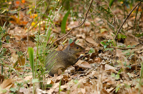 Azaras Agouti