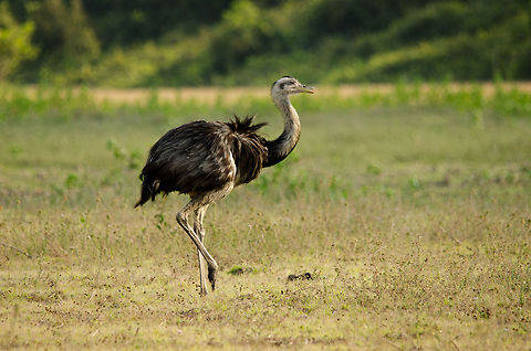 Rhea Americana in the Pantanal The grace and strength of a Rhea American in the wild on display. Brazil,Pantanal,Rhea Americana