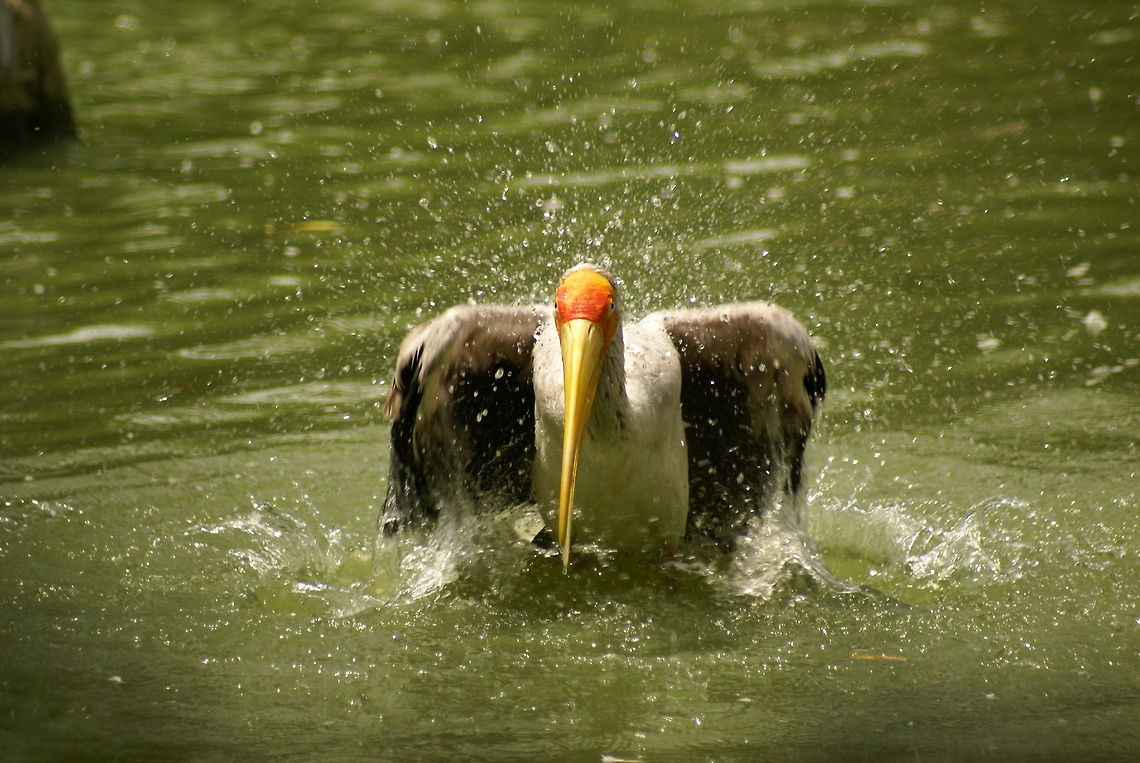 Milky stork landing (2 of 6) Action capture of a Milky Stork landing in the water, part 2 of 6. Birds,Malaysia,Milky Stork,Mycteria cinerea,Stork