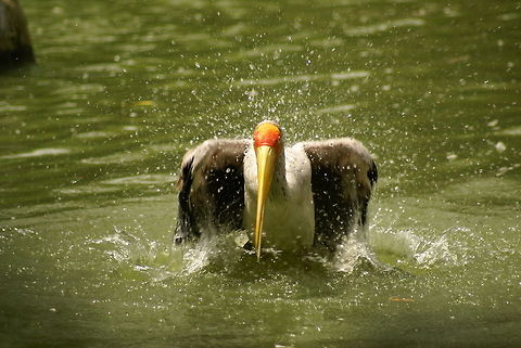 Milky stork landing (2 of 6) Action capture of a Milky Stork landing in the water, part 2 of 6. Birds,Malaysia,Milky Stork,Mycteria cinerea,Stork